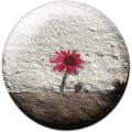 Magnetbutton Kornblume