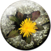 Magnetbutton Löwenzahn