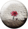 Magnetbutton Kornblume