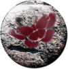 Magnetbutton Schmetterling